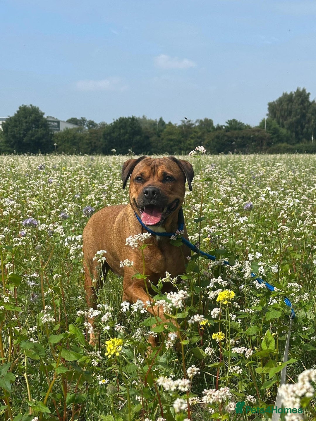 Mixed Breed dogs for sale: 4 year old Rottie X American Bulldog - Image 1