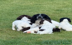 English Springer Spaniel dogs for sale: Springer spaniel puppies for sale  - Image 32