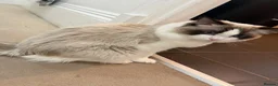 Ragdoll cats for stud: Handsome Large Seal Bi-Colour Ragdoll Stud  - Advert 6