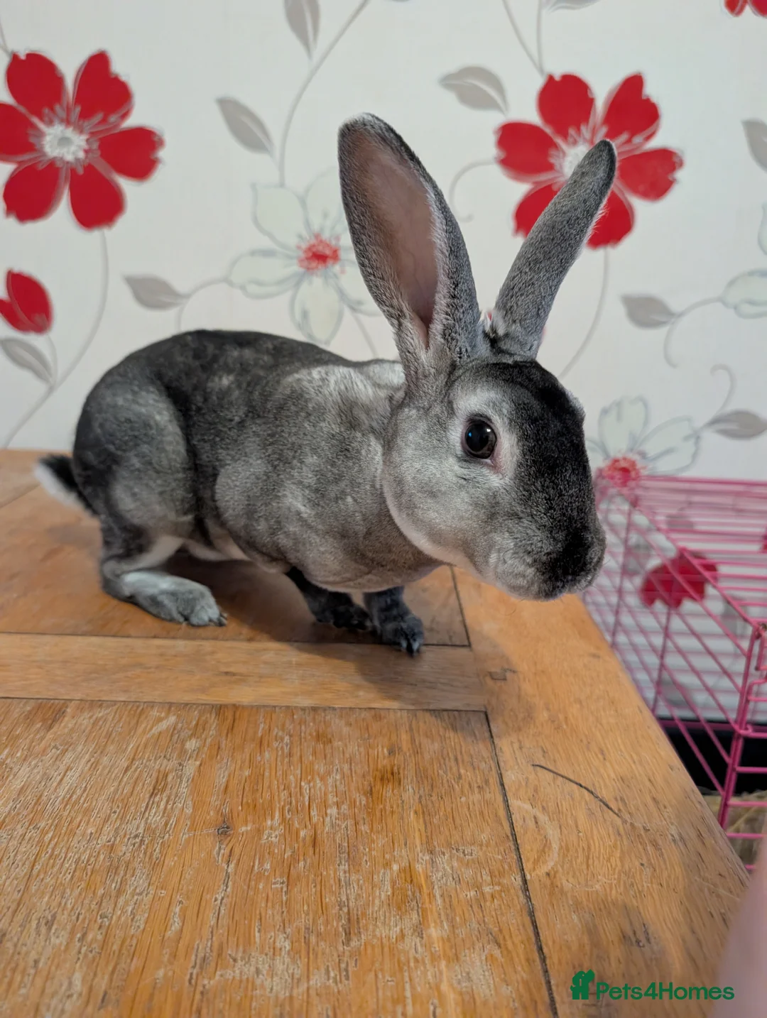 Rex rabbits for sale: 1 Rex Buck Left - Advert 1