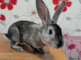 Rex rabbits 1 Rex Buck Left - Advert 17