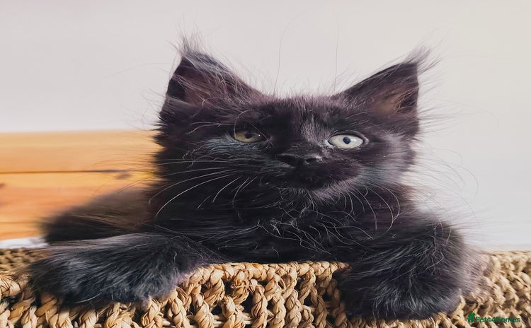 Maine Coon cats - Advert 4