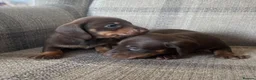 Miniature Dachshund dogs for sale: KC reg  breed standard Miniature Dachshund puppies - Advert 6