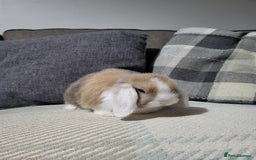 Mini Lop rabbits for sale: Beautiful Sister Mini Lops  - Image 6