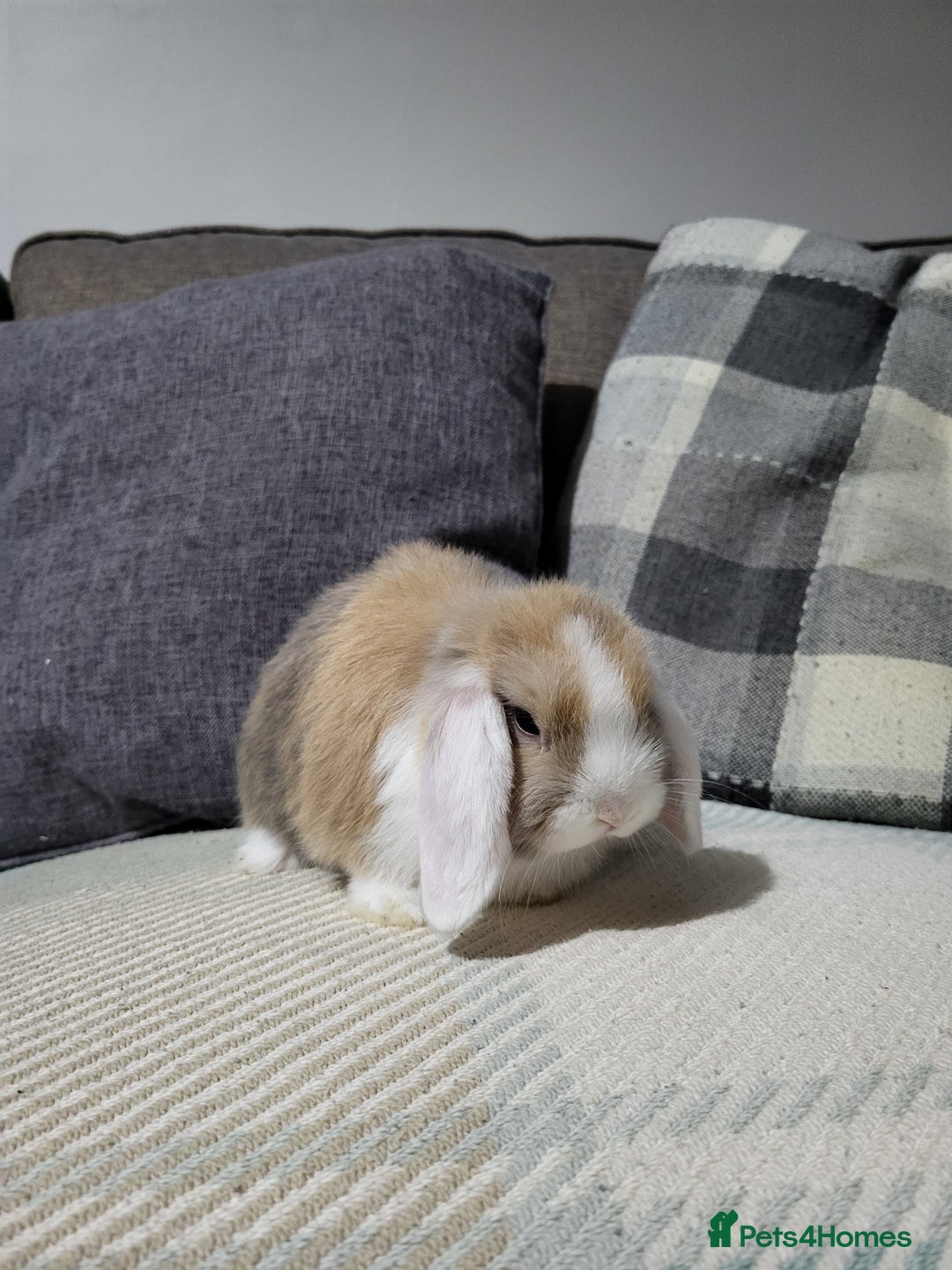 Mini Lop rabbits for sale: Beautiful Sister Mini Lops  - Image 6