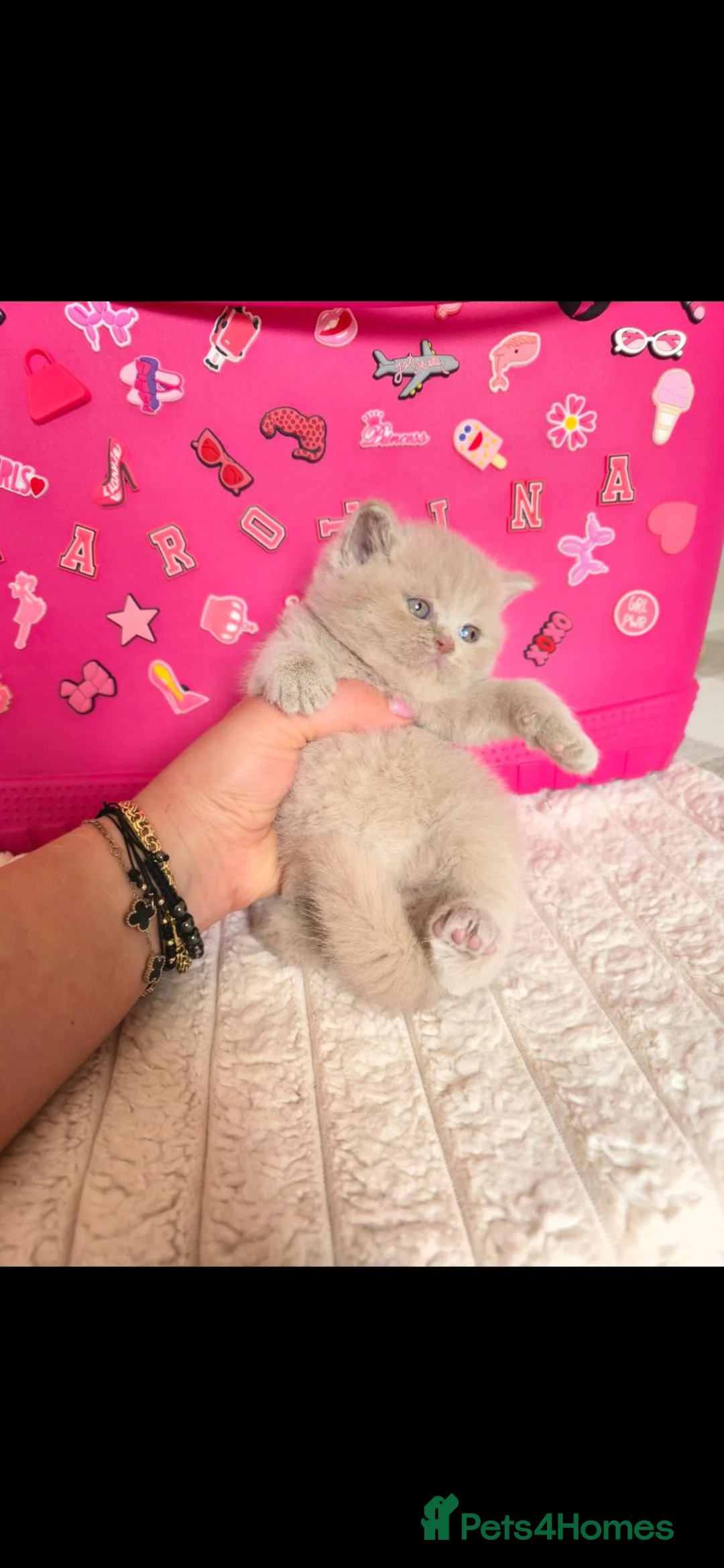 British Shorthair cats for sale: Best Quality Clasic BSH LILAC KITTENS - Advert 22
