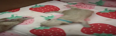 Toy Poodle Puppy 2