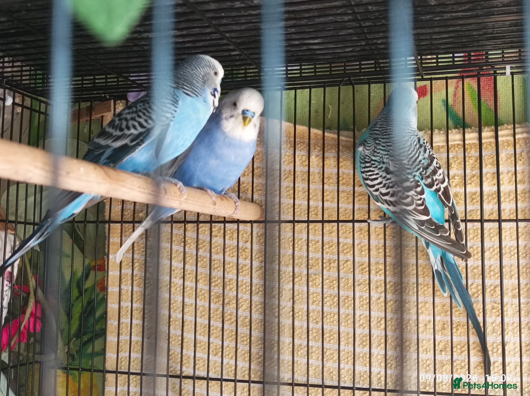 Budgerigars birds Budgie Birds MALES 6 months old - Advert 11