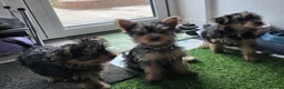 Yorkshire Terrier dogs for sale: Beautiful, pure breed Yorkshire terrier  - Advert 3