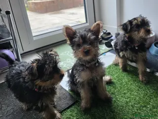 Yorkshire Terrier dogs Beautiful, pure breed Yorkshire terrier - Advert 12