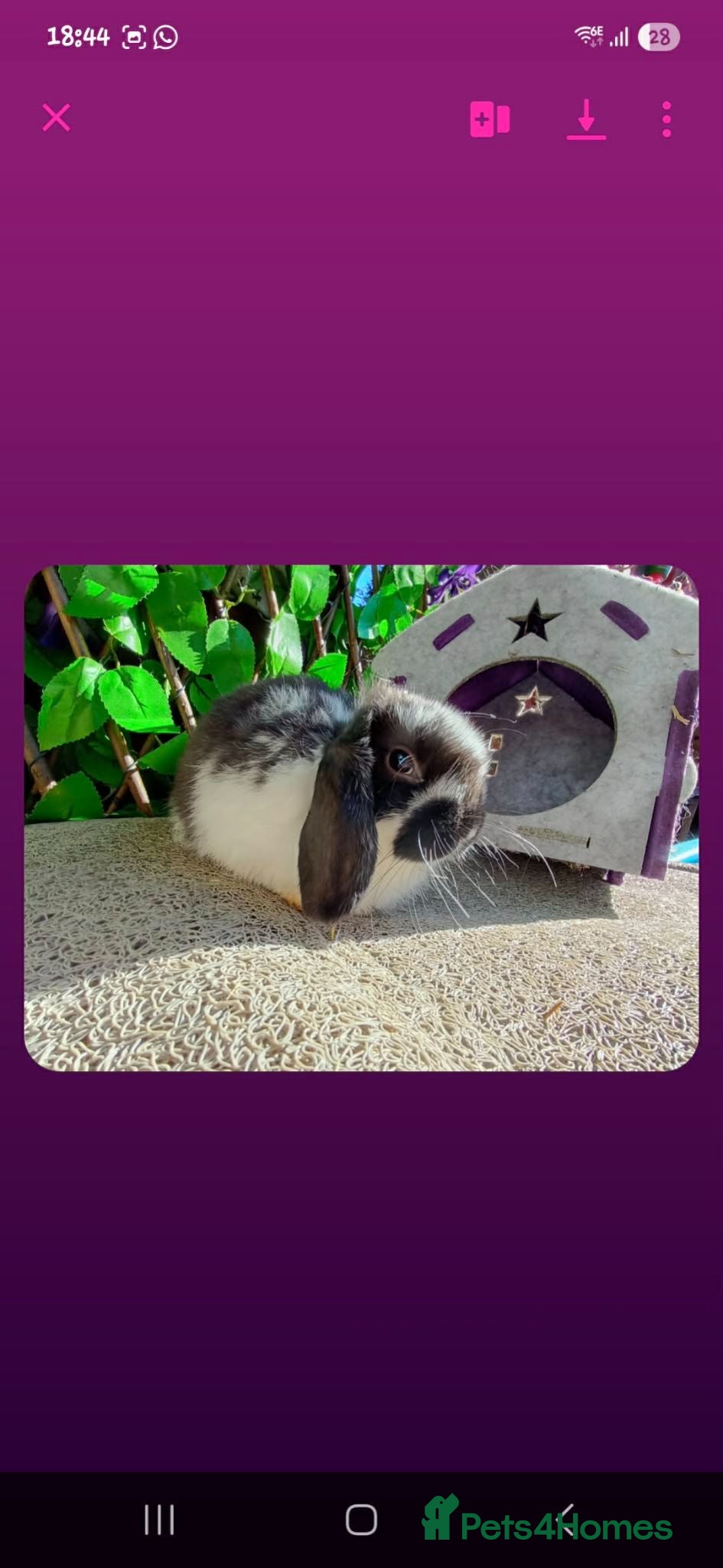 Mini Lop rabbits Mini lop ready now (They are not 6 weeks) - Advert 15