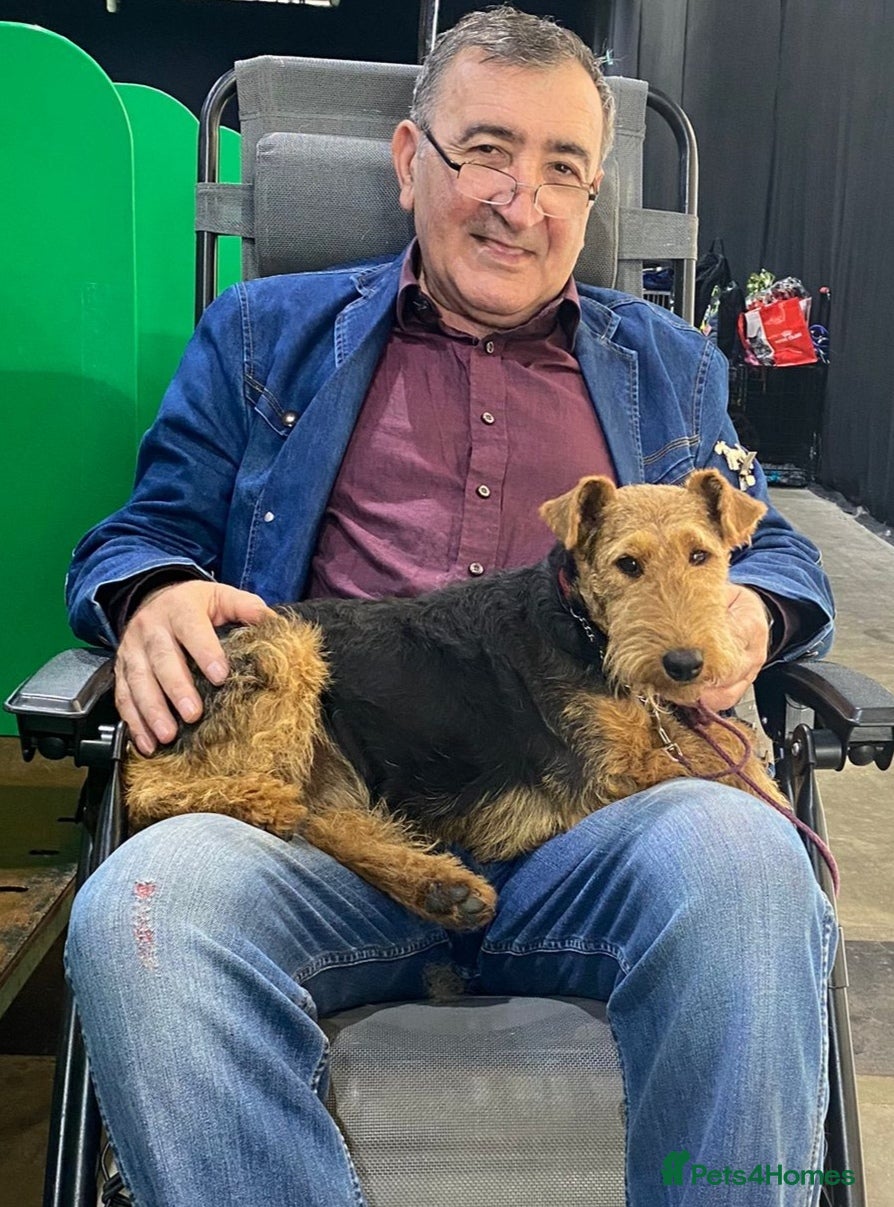 Welsh Terrier dogs Welsh terrier bitch for sale  - Advert 1