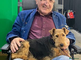 Welsh Terrier dogs Welsh terrier bitch for sale - Advert 1