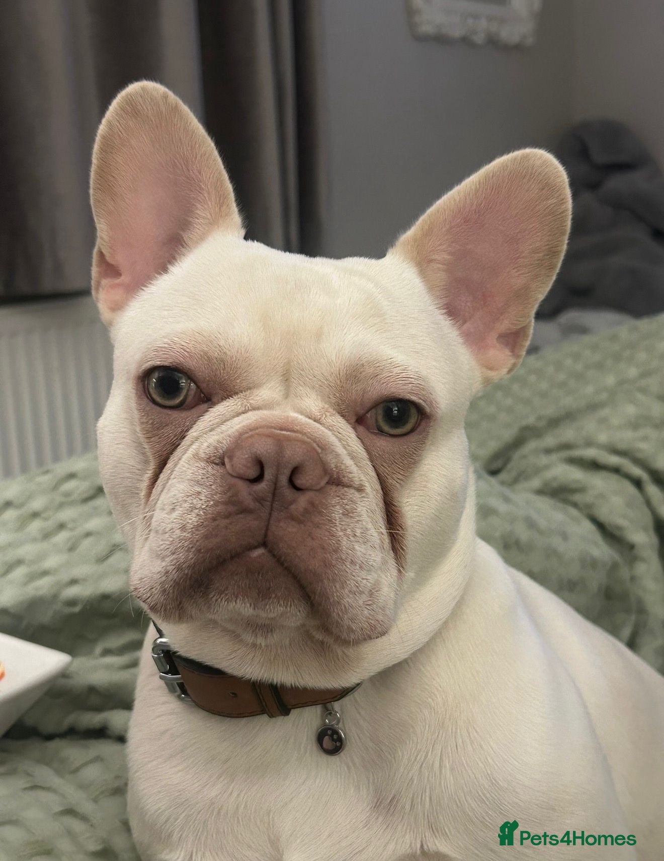 French Bulldog dogs 2 Year Old Platinum French Bulldog - Advert 4