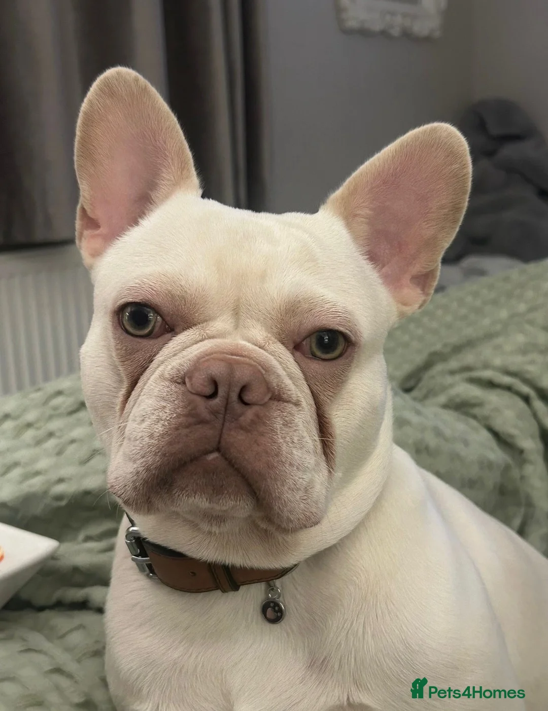 French Bulldog dogs for sale: 2 Year Old Platinum French Bulldog - Advert 1