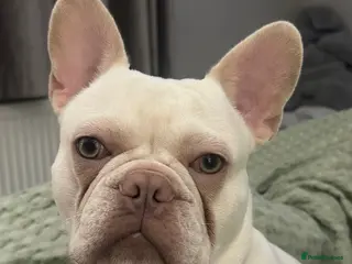 French Bulldog dogs 2 Year Old Platinum French Bulldog - Advert 1