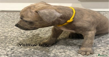 Staffordshire Bull Terrier dogs - Advert 7