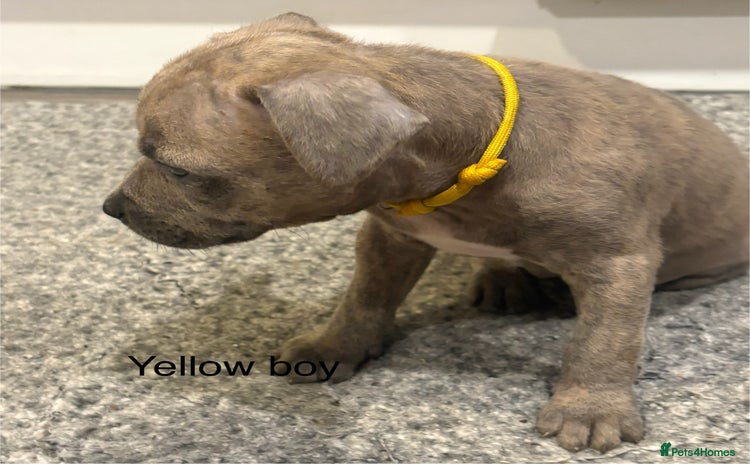 Staffordshire Bull Terrier dogs - Advert 5