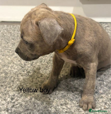 Staffordshire Bull Terrier dogs - Advert 1