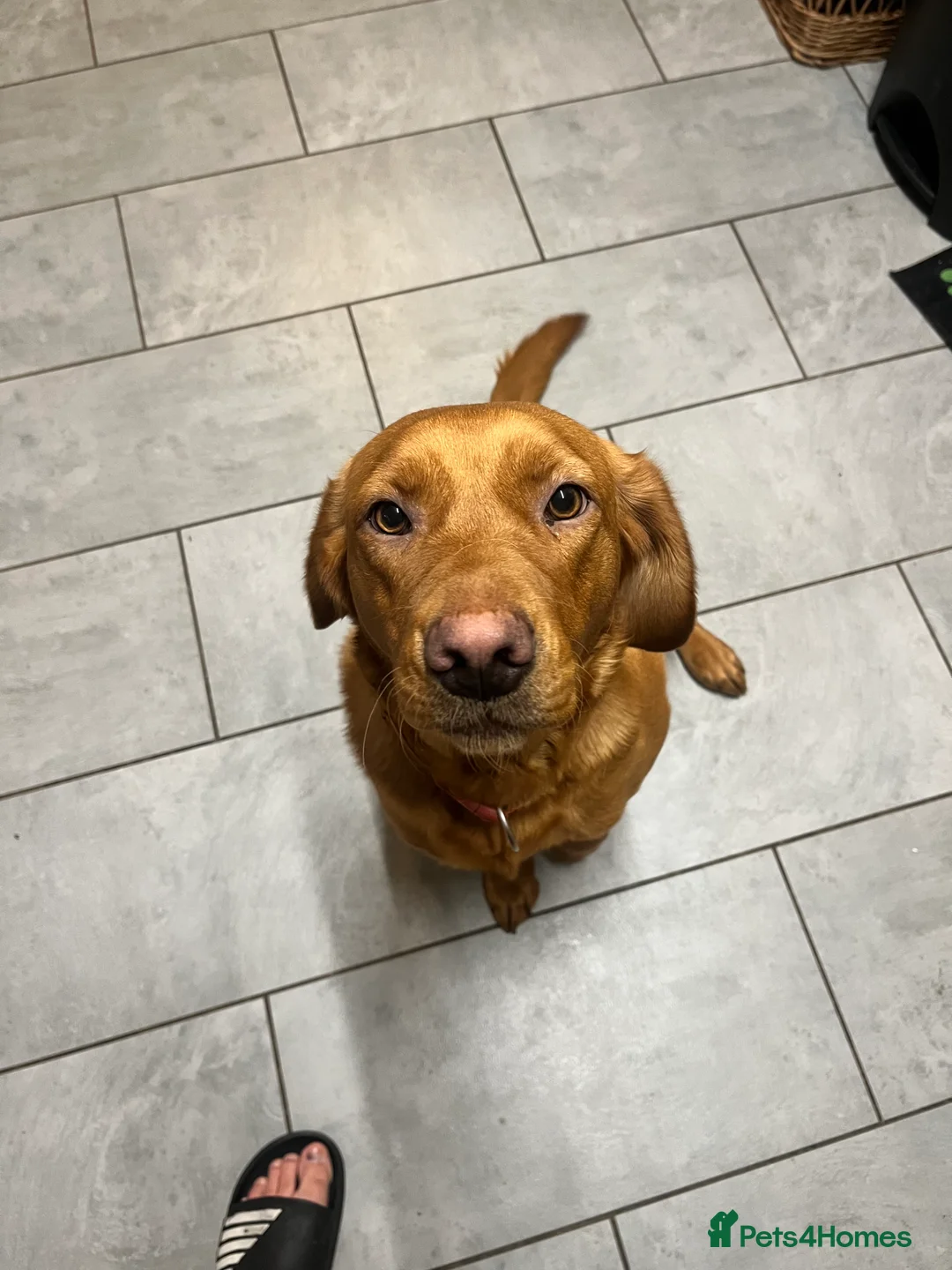 Labrador Retriever dogs for sale: Only one left KC Fox Red Labrador Puppies - Advert 16