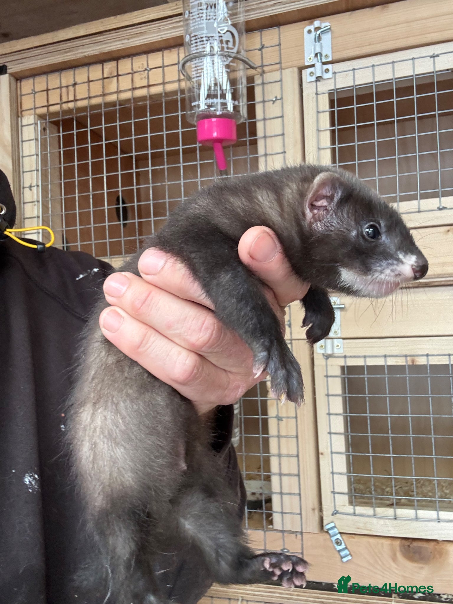Ferret rodents for sale: Black line  in Cardiff - Advert 2