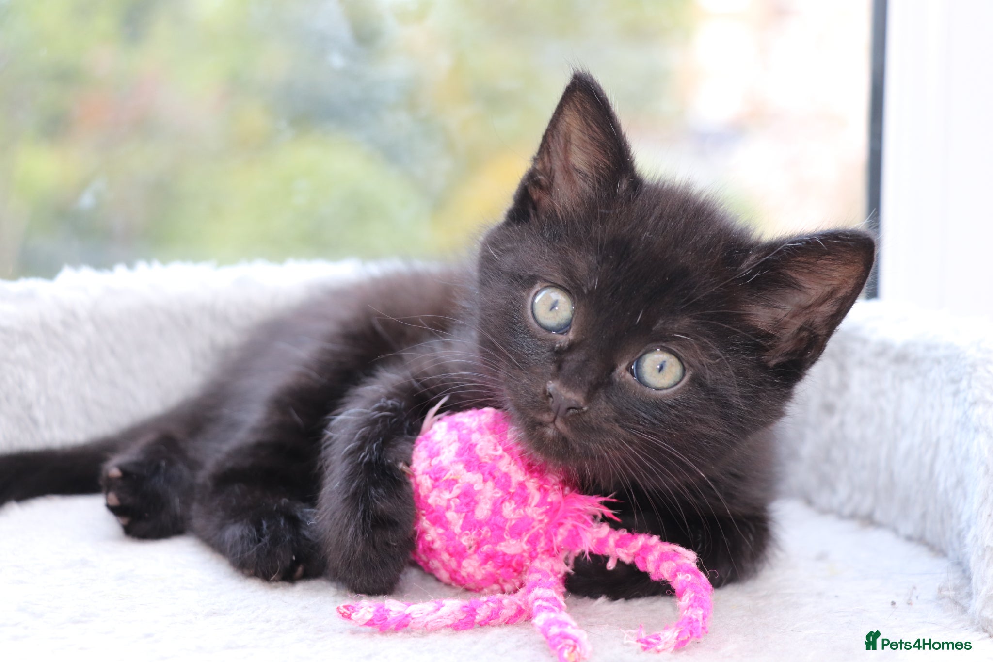 Domestic Shorthair cats Beautiful Kittens Ready SOON - Advert 3