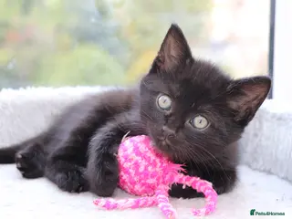 Domestic Shorthair cats Beautiful Kittens Ready SOON - Advert 7