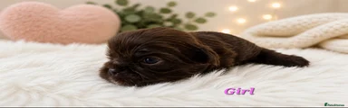 Shih Tzu Puppy 5