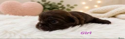 Shih Tzu dogs for sale: Chocolate Shih Tzu Puppies Ready June - Advert 16