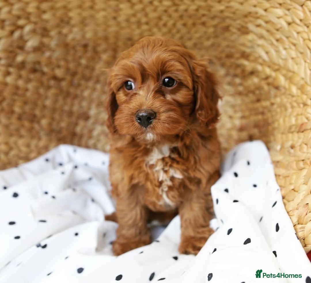 Cavapoo dogs for sale: Beautiful Cavapoo puppies! - Image 12