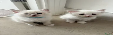 Ragdoll 2