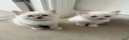 Ragdoll cats for sale: Adorable Ragdoll kittens  - Advert 17