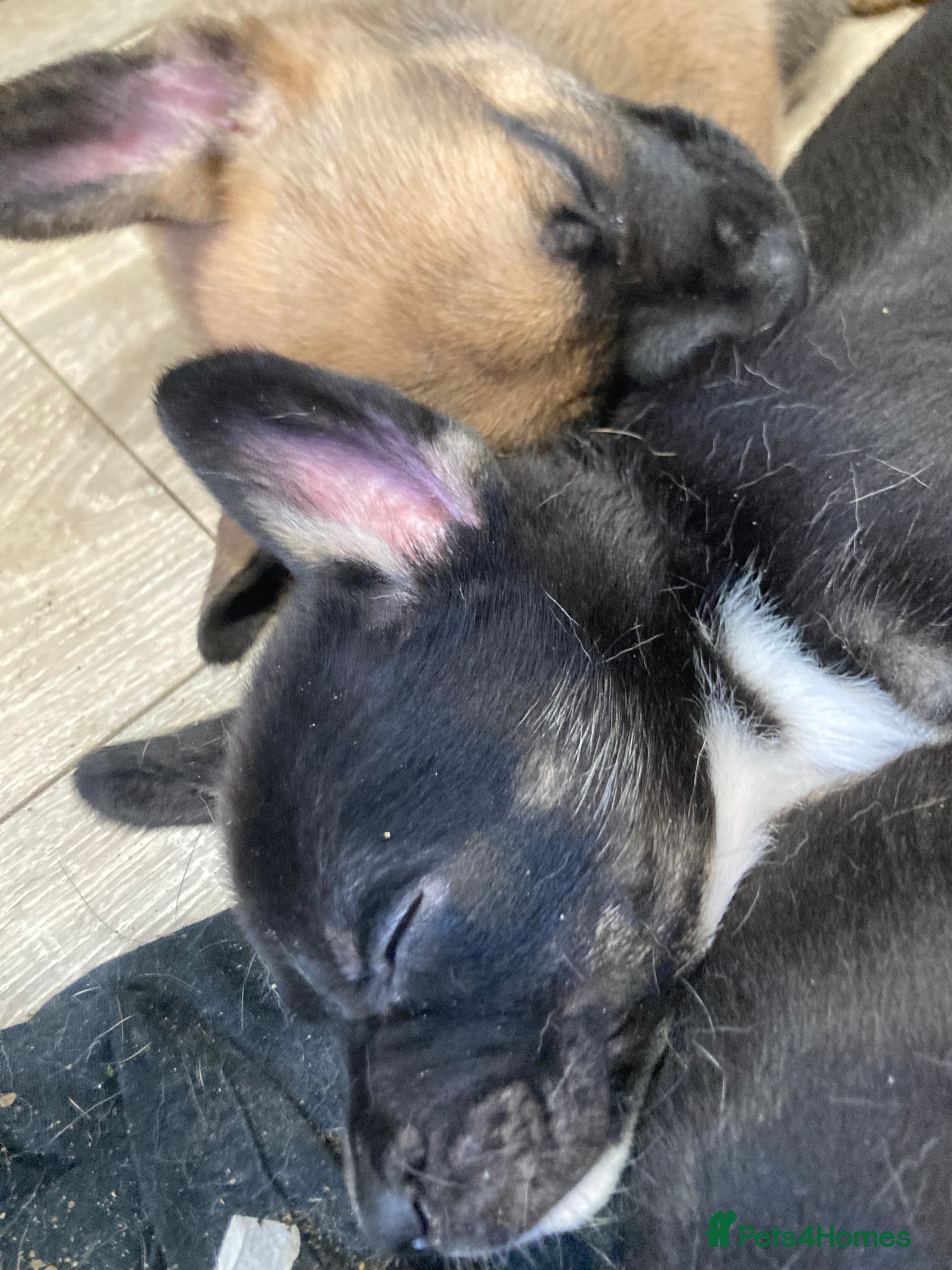 Mixed Breed dogs 6 French Bulldog/German Shep Beautiful Pups Rare - Advert 1