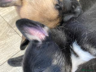 Mixed Breed dogs 6 French Bulldog/German Shep Beautiful Pups Rare - Advert 1