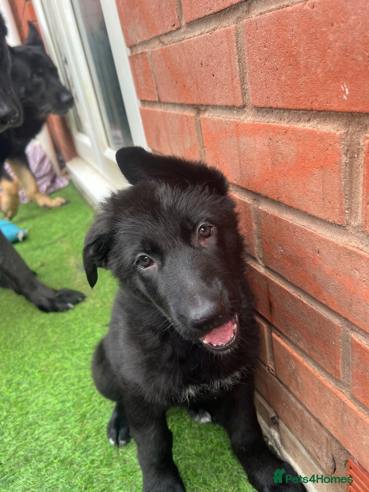 German Shepherd dogs Ready to go !! Female German sheppard puppies  - Advert 2