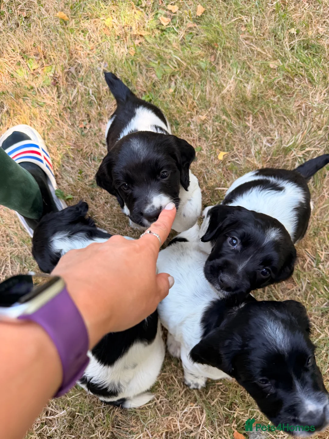 English Springer Spaniel dogs for sale: KC Registered Black & White ESS Puppies in Ludlow - Advert 9