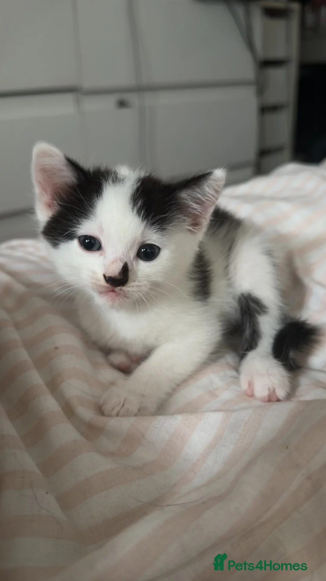 Mixed Breed cats for sale: kittens - Advert 2