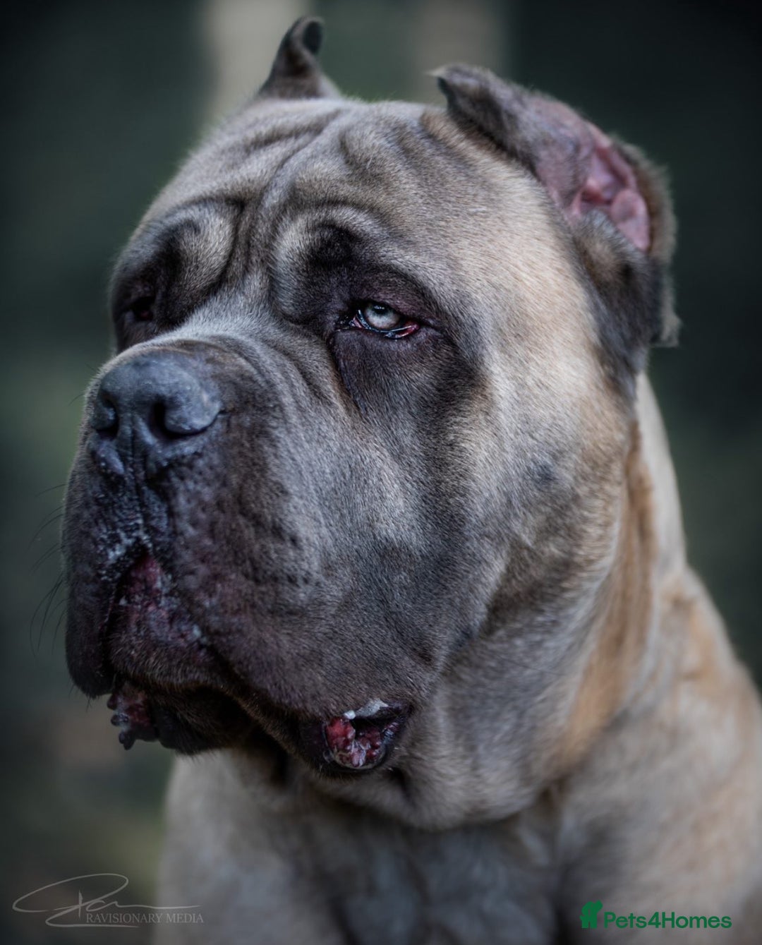 Cane Corso dogs for sale: ‼️Champion ICCF, health tested cane corso litter‼️ - Image 5