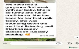 Golden Retriever dogs for sale: Extensively Health tested parents.Snowwhite Chunks - Image 20