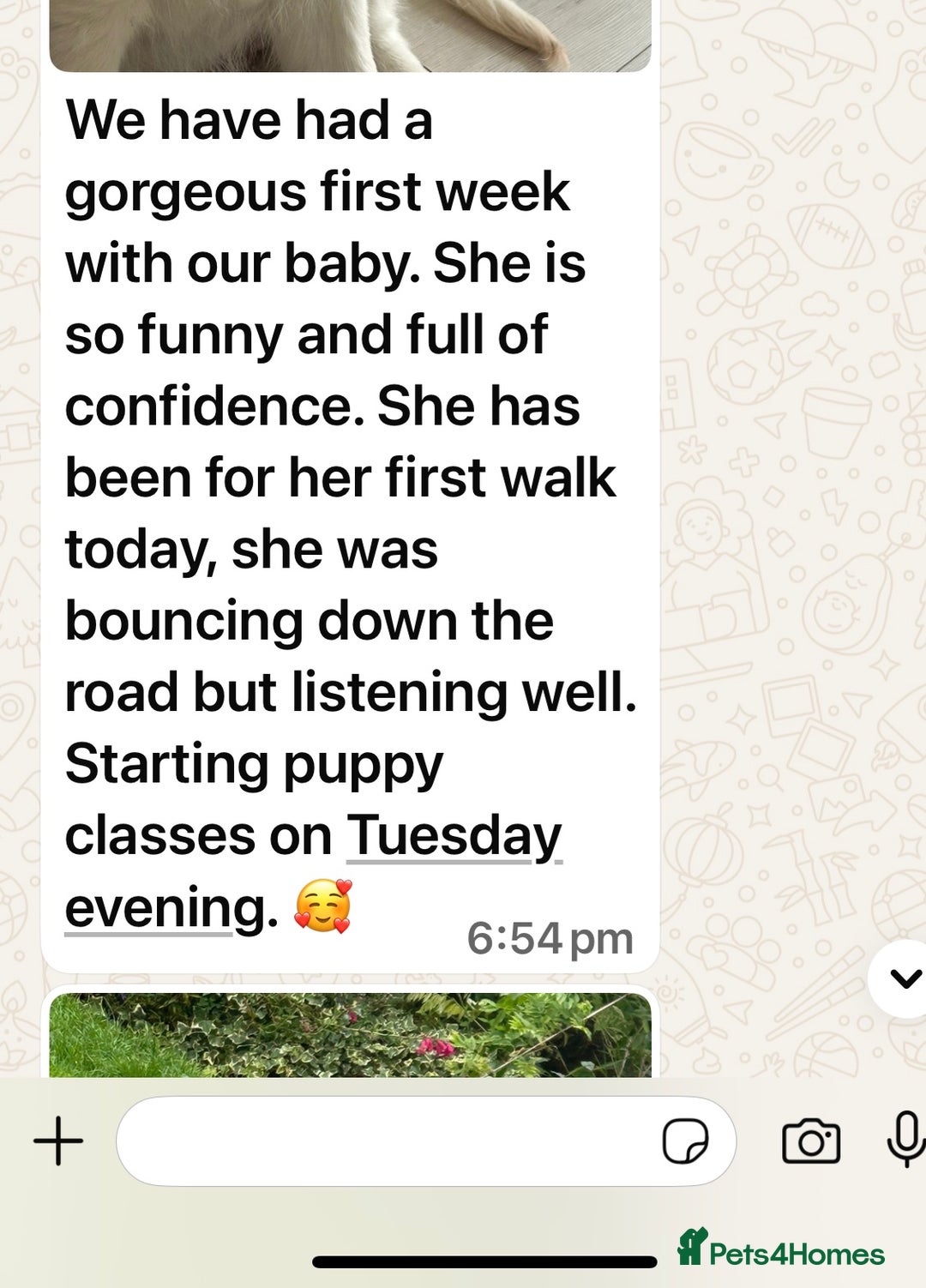Golden Retriever dogs for sale: Extensively Health tested parents.Snowwhite Chunks - Image 20