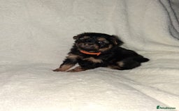 Mixed Breed dogs for sale: Yorkshire Terrier x Pomeranian Puppys - Advert 5