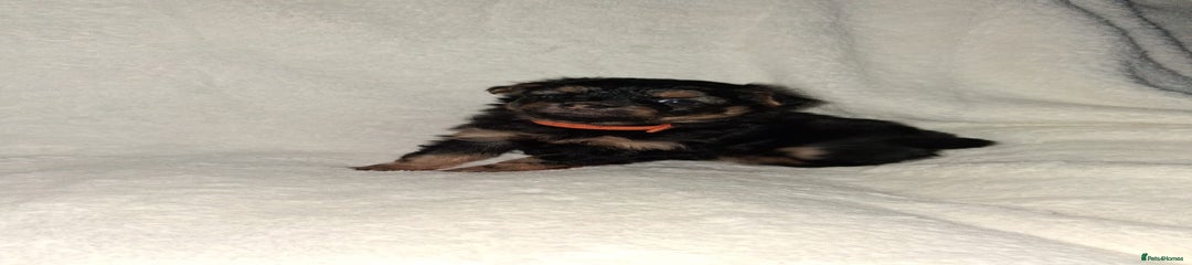 Mixed Breed Puppy 3 orange