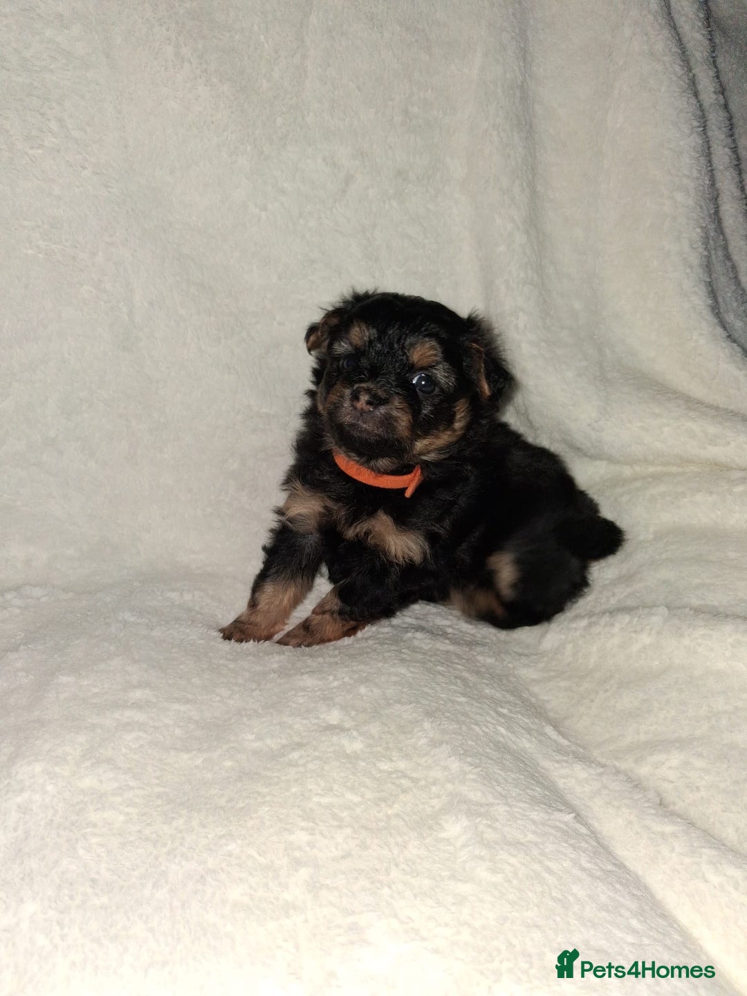 Mixed Breed dogs for sale: Yorkshire Terrier x Pomeranian Puppys - Advert 5