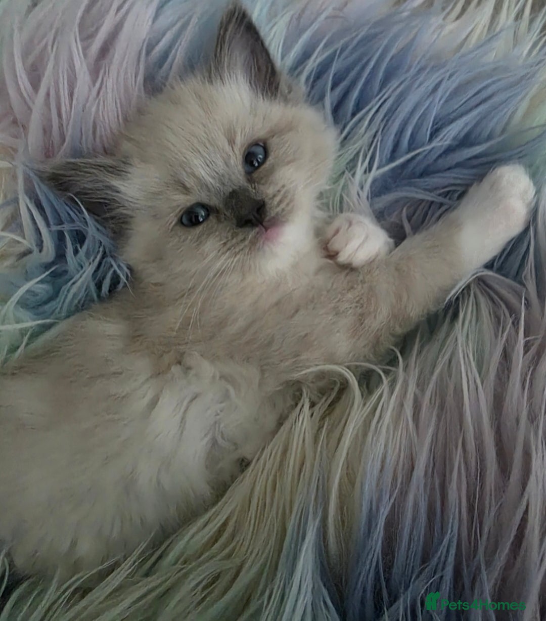Ragdoll cats for sale: Stunning Ragdolls  - Image 23