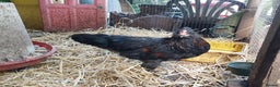 Chickens poultry for sale: 4 araucana x maran cockerels  - Advert 1