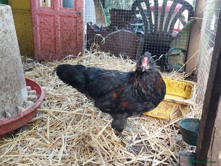 Chickens poultry for sale: 4 araucana x maran cockerels - Advert 1