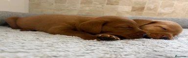 Labradoodle 1