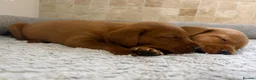 Labradoodle dogs for sale: F1B Quality Health Tested Fox Red Labradoodle  - Advert 22