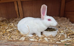 Rex rabbits for sale: Lovely little ermine baby rex buck  - Image 1