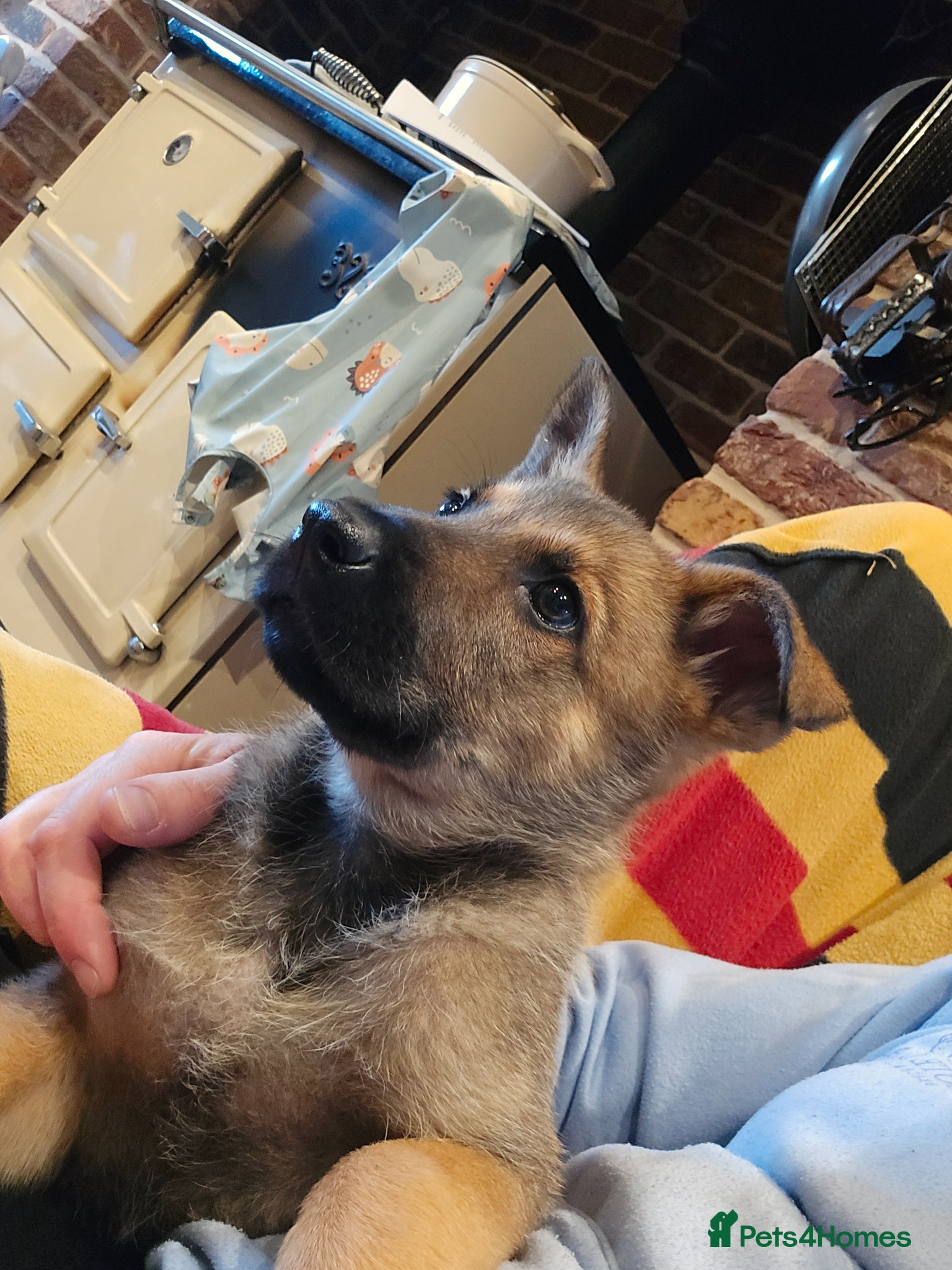 German Shepherd dogs for sale: Shepherd puppy available  - Advert 4